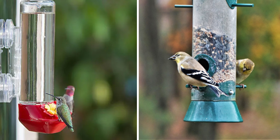 How to Attract Birds to a Window Feeder