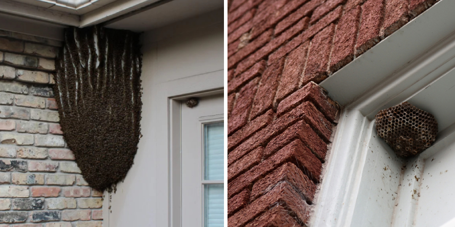 How to Get Rid of Bees in Window Frame
