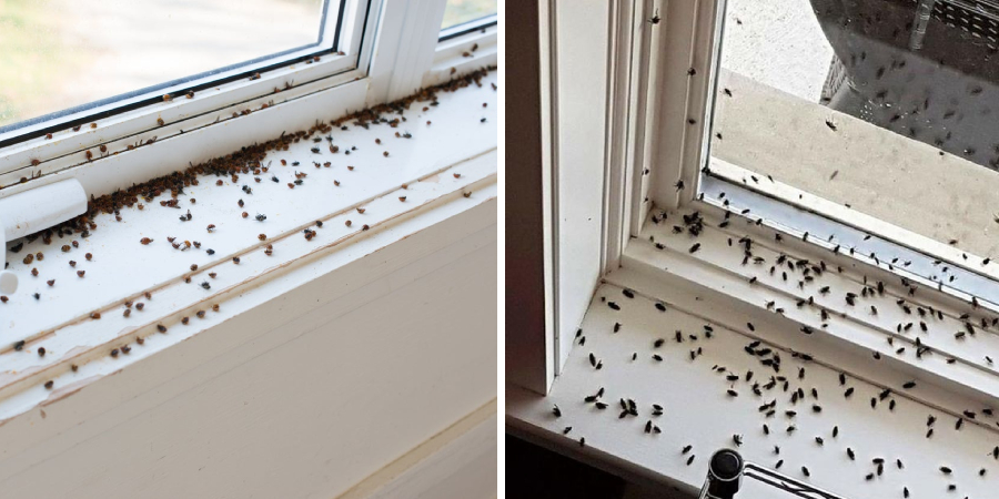 How to Get Rid of Springtails on Window Sill