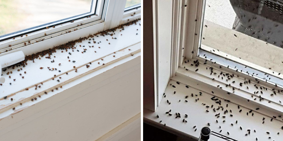 How to Get Rid of Springtails on Window Sill | 10 Easy Methods