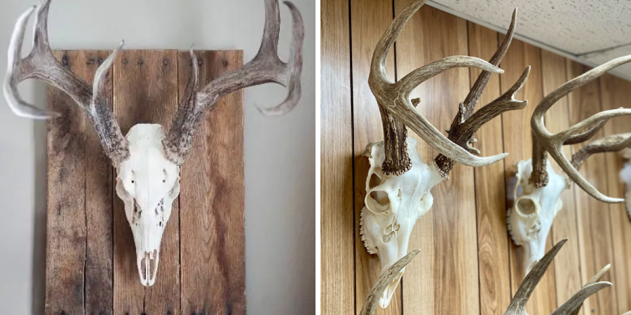 How to Hang a Deer Skull on the Wall