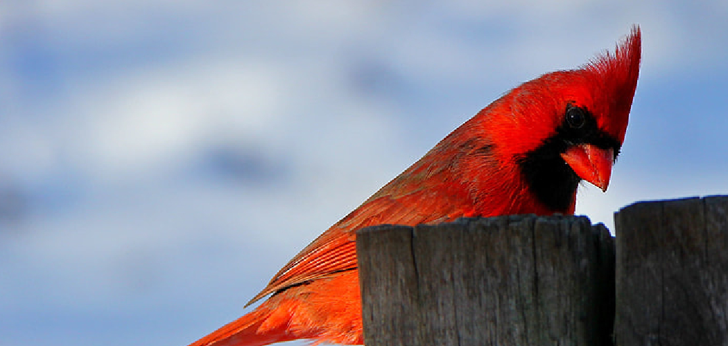 How to Stop Cardinals From Attacking Windows