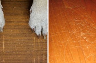 How to Protect Wood Floors From Dogs