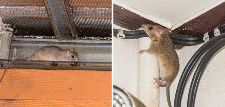 How to Get Mice Out of Ceiling | 10 Easy Methods (2024)