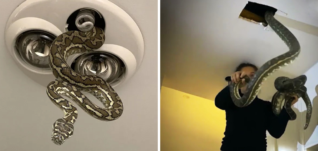 How to Get Rid of Snakes in the Ceiling