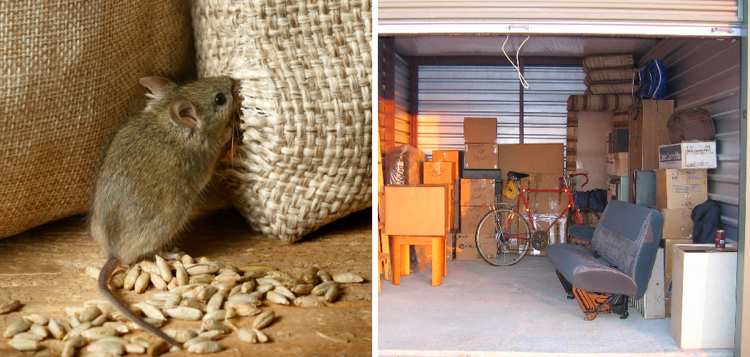 How to Keep Mice Out of Storage Unit