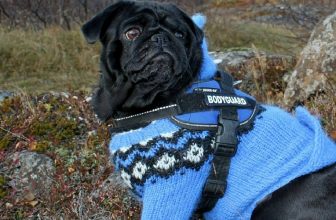 How to Crochet Small Dog Sweater