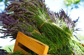 How to Display Dried Lavender