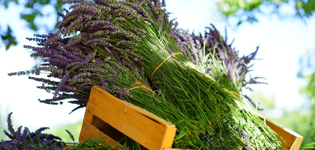 How to Display Dried Lavender