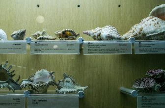 How to Display Shells