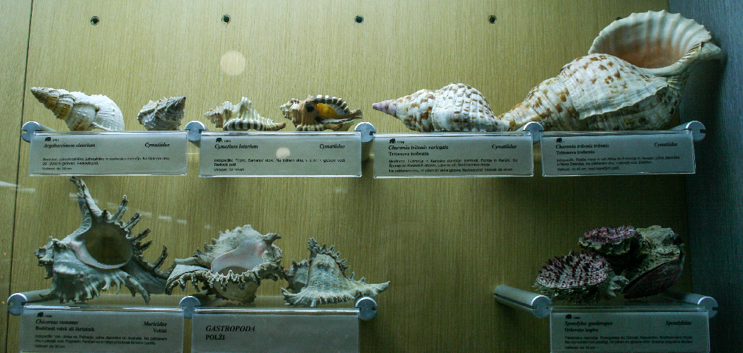 How to Display Shells