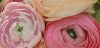 How to Dry Ranunculus