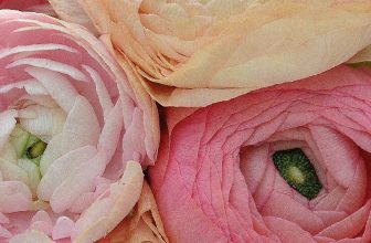 How to Dry Ranunculus