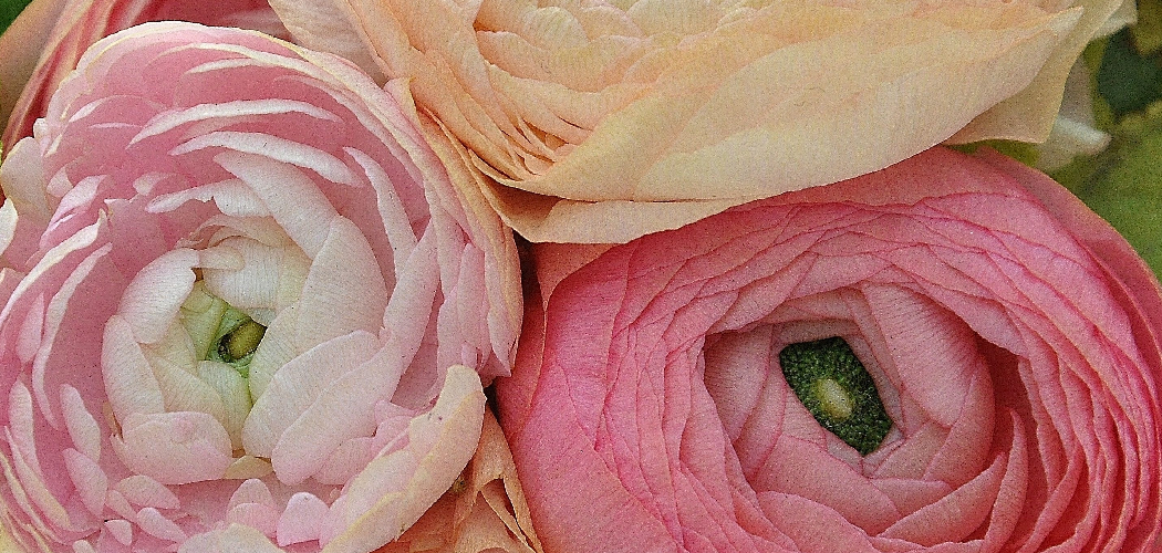 How to Dry Ranunculus