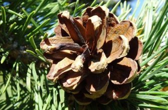 How to Dye Pinecones