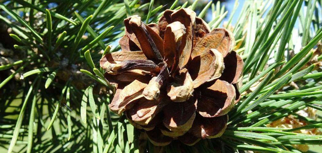 How to Dye Pinecones