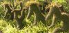 How to Make a Topiary Frame