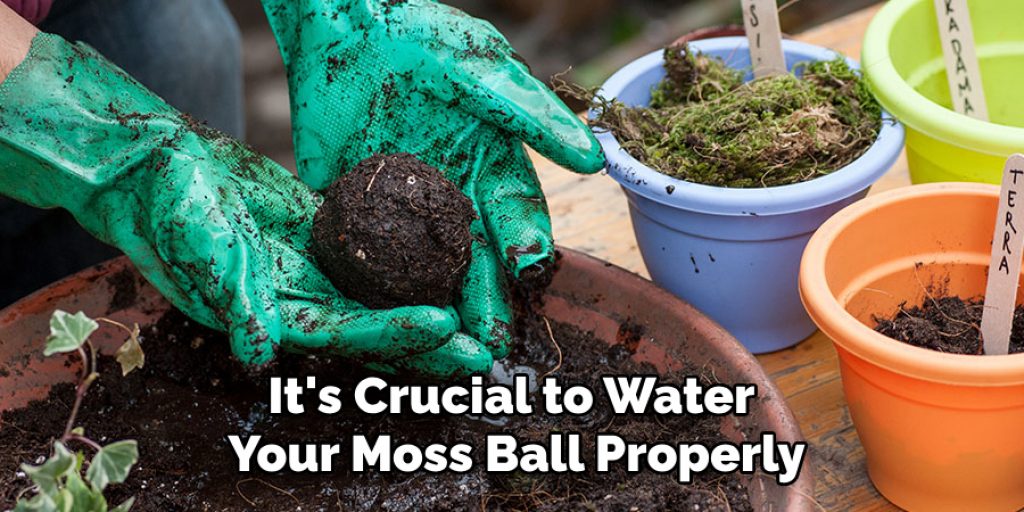 It's Crucial to Water
Your Moss Ball Properly