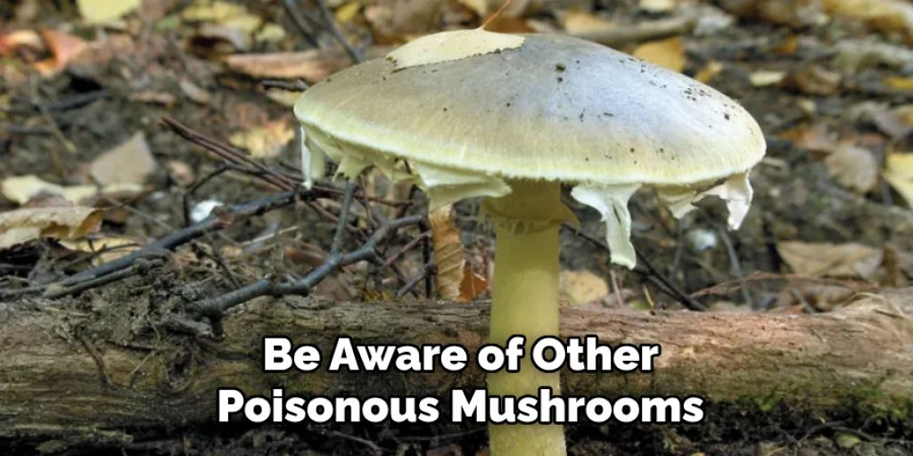 Be Aware of Other Poisonous Mushrooms