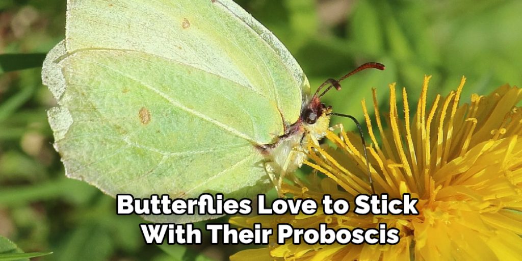 Butterflies Love to Stick With Their Proboscis in Flower