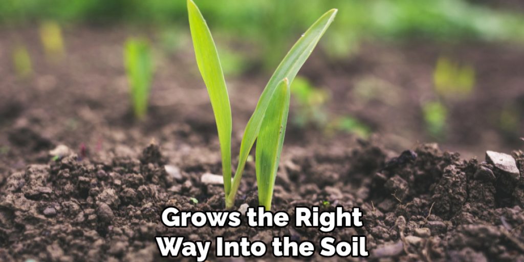 Grows the Right
Way Into the Soil