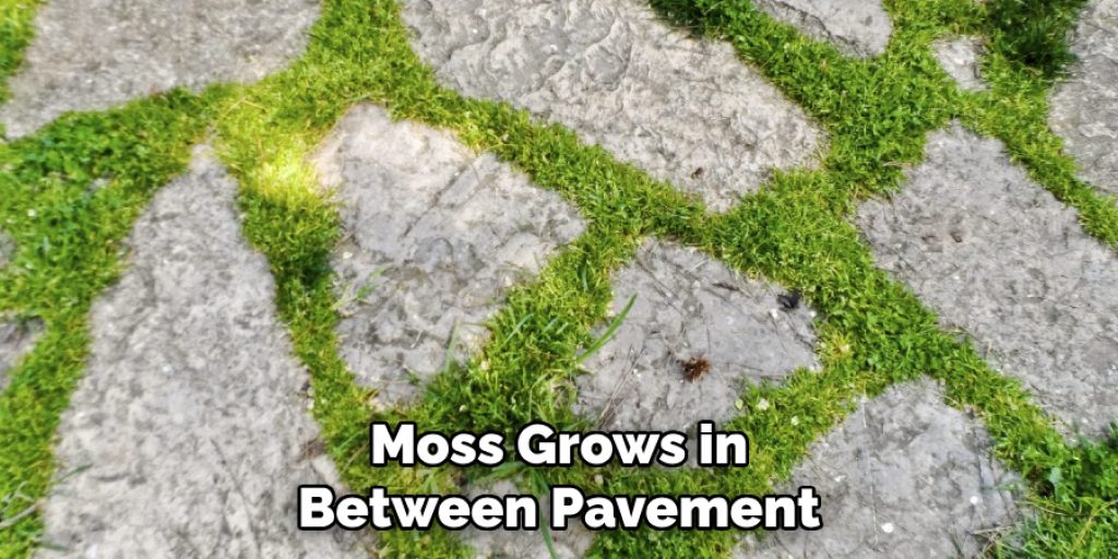  Moss Grows in Between Pavement