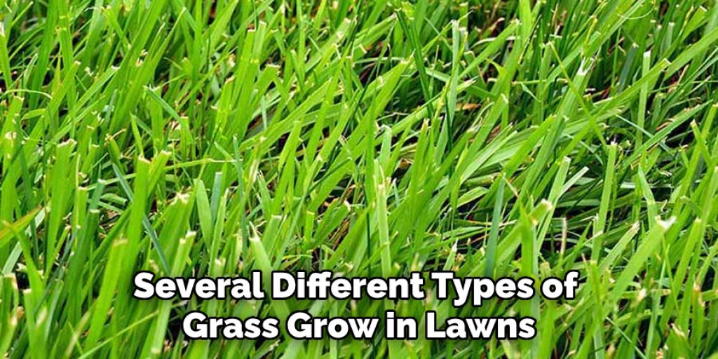 Several Different Types of Grass Grow in Lawns