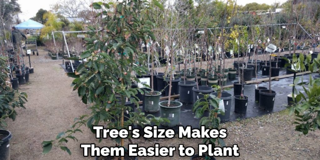 Tree's Size Makes
Them Easier to Plant