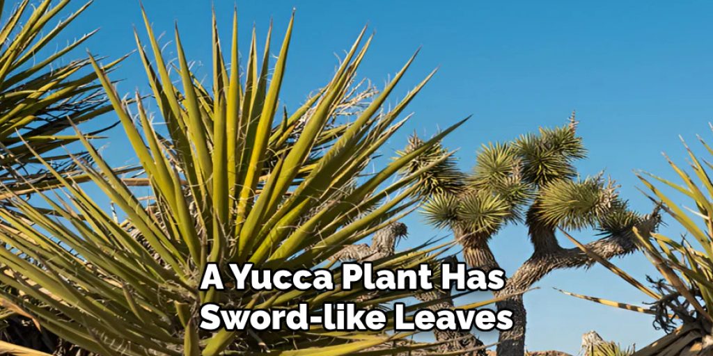 A Yucca Plant Has Sword-like Leaves