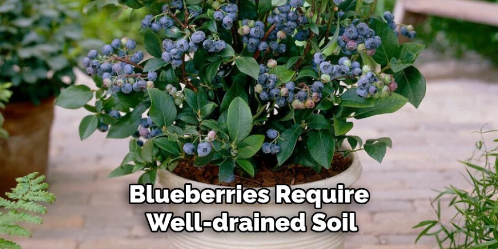 Blueberries Require Well-drained Soil