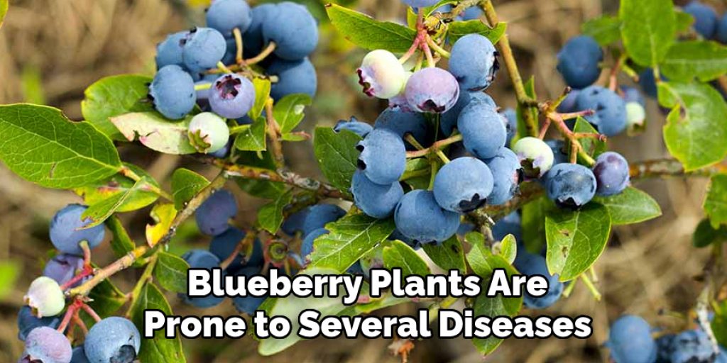 Blueberry Plants Are Prone to Several Diseases