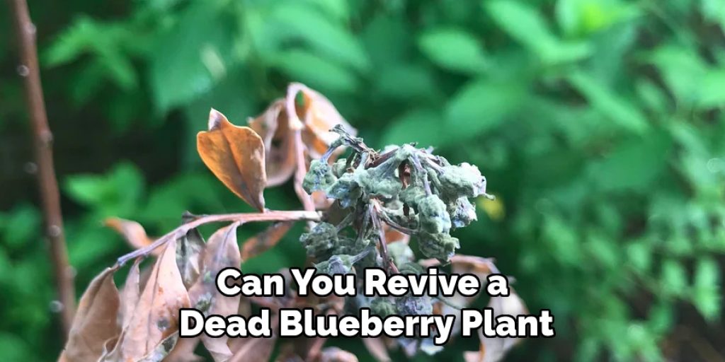 Can You Revive a Dead Blueberry Plant