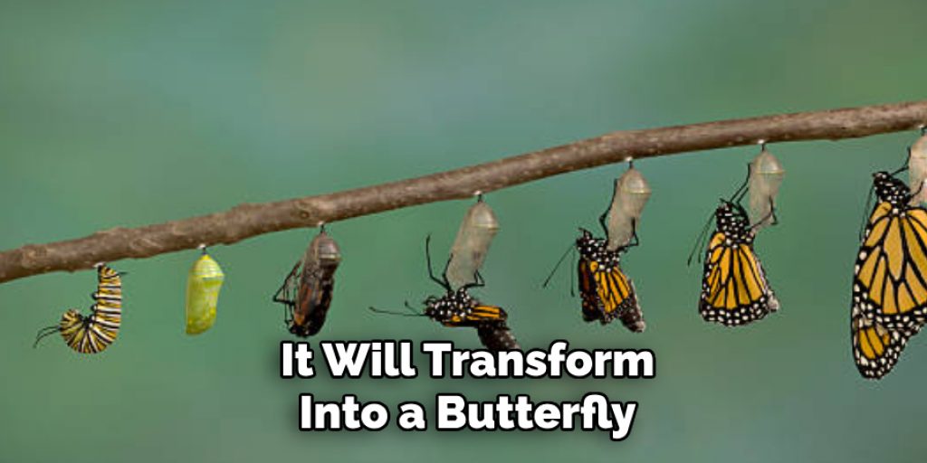 It Will Transform Into a Butterfly