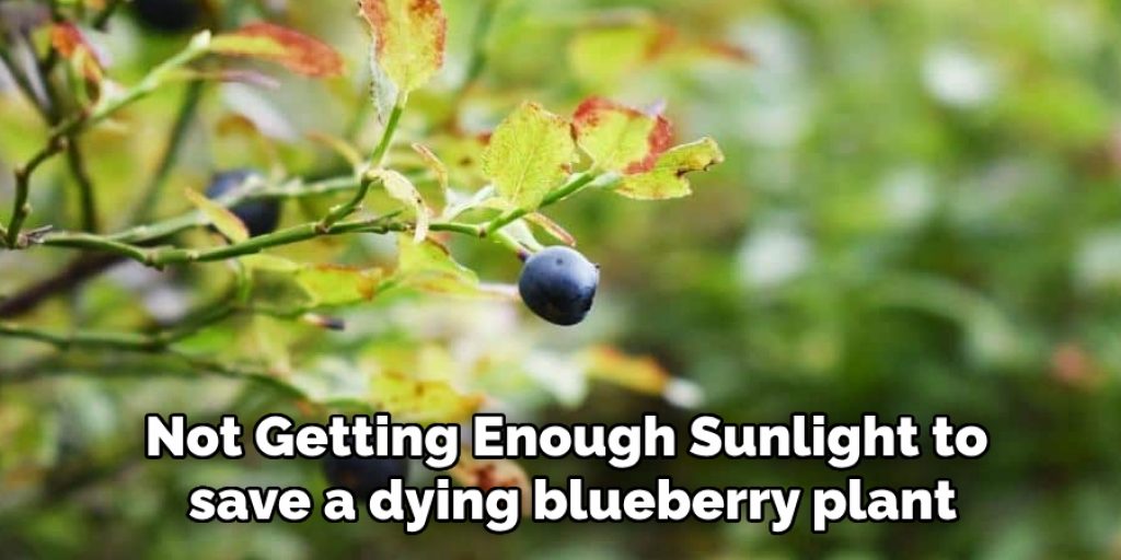 Not Getting Enough Sunlight to save a dying blueberry plant