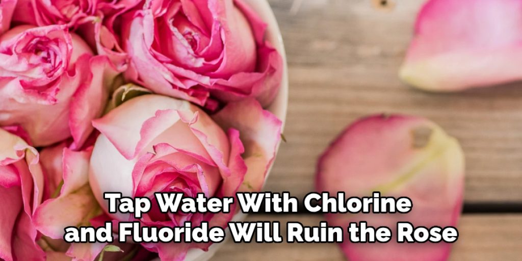 Tap Water With Chlorine 
and Fluoride Will Ruin the Rose