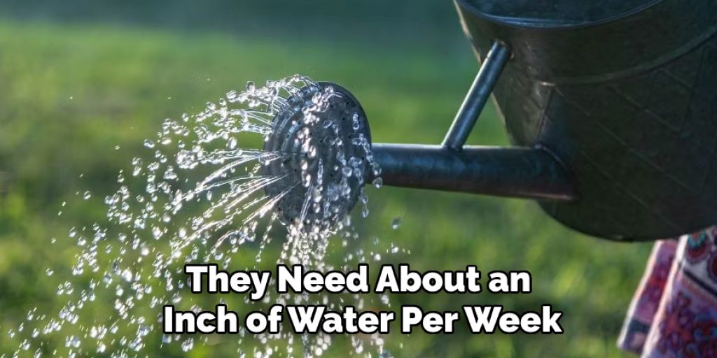 They Need About an Inch of Water Per Week